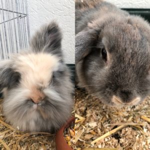 Gray and white bunny and a gray bunny